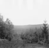 Floberget från Nolbäcksbuan. 1920.