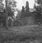 Gagnef. Häxkvastgran i Mon. 1920.