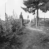 Fägata i Nolbäcksbuan. 1920.