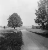 Stora Skedvi. Trollbo ekar, Hyen till höger. 1927.