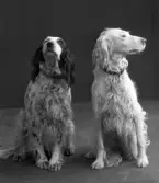 Två hundporträtt beställda av Aggie Jobson. Hon var enda dottern till konsul Robert Jobson och makan Emily. Familjen var mycket hundintresserad och brodern Donald ägnade sig åt hunddressyr och var ordförande i Varbergs Jaktvårdssällskap, där hundar var en självklar del. Engelsk setter var rasen som föredrogs. I familjens fotoalbum anges hundarna med namn lika självklart som personerna på bilden.