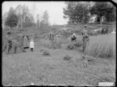 Skördefolk