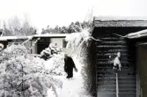 På väg till brevlådan i snön på Bofinkstigen, 1985