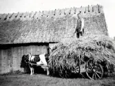 Skördearbete. Inbärgning av säd, eventuellt endast halm, med kospann. Förare av ekipaget är Anders Staag (1889-1955) som står uppe på lasset. Fastighet Tyllered 1:9