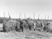 Hässjning av hö på gården Larses i Bua (Bua nr 3). 1950. Bärgnings- och torkningsmetoden av vallhö genom hässjning infördes i Värö mot slutet av 1930-talet. Tidigare brukade man sätta höskörden i stackar till torkning och avbränning ute på fältet i s k 