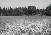 Dalskog, Perstorp