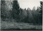 Dalskog, Hammel