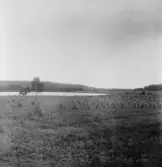 Grytnäs. Sör Nävde. Från Sör Nävde-Näset. Axelsbo i bakgrunden. 1930.