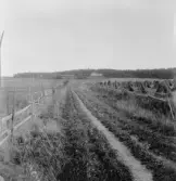 Grytnäs. Sör Nävde. Habborsbacken. 1930.