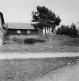 Grytnäs. Rembo. Trestammig tall. 1930.