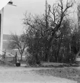 Grytnäs. Stusshyttan. Skruvvridet päronträd hos Tolvmans. 1930.