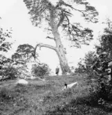 Leksand. Finnästallen i Grytnäs. 1918.