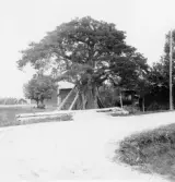 Lelsand. Arvestallen i Gärde (fridlyst) 1918.