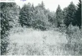 Gunnarsnäs, Hällan. Glänta i skogen