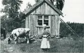 Kyrkesten, torp under Forsebol. ”Soffi på Kyrkesten” med sina kossor