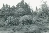 Mossen, torp under Åsmule