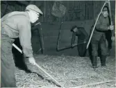 Ör. Åsmule. ”Tröska fyra”
