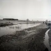 Betupptagning på vattensjuk åker i Kalleguta.