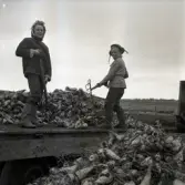 Betuupptagning på Öland.