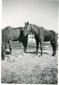 Grytan. Syftar troligen på militära övnings- och lägerområdet utanför Östersund, April 1941. Välskötta kronhästar.