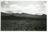 Hjortronmyren vid Anåfjället, 1941, Härjedalen (enligt text i album).