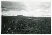 Utsikt över myren Kölen, Härjedalen, 1941 (enligt text i album).