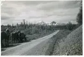 Åreskutan i bakgrunden, Jämtland (enligt text i album).