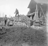 Vedkapning hos Forsströms. Från vänster: Alfred Nordahl, Brita Forsström, Anders Forsström (på vedstacken) Lax Erik, Lax Fredrik.