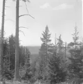 Rättvik. Röjeråsen och Siljan från Tövåsberget.