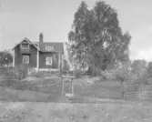 Rättvik, Vikarbyn. Jättebjörk. 1918.