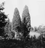 By, Spisbo. Trädformiga enar. 1931.