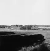 By, Spisbo. Ås med björkdungar. 1931.
