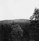 By, Strandmora klint. Norra Strandmora klint från söder. 1931.