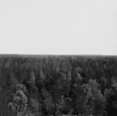 By, Strandmora klint. Från Strandmora klints östra hällknöl, åt öster skogsvidder. 1931.