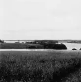 By, Jugansbo. Bovallsbäckens utlopp i  Bäsingen vid Anders Ers i Jugansbo. Kattholmen och Sjövik till vänster. 1931.