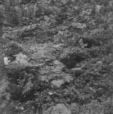 Gagnef. Växtlighet vid Trollkyrkan. Måbär och Trolldruva i förgrunden. 1920.