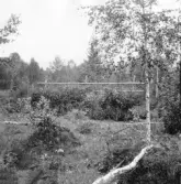 Gagnef. Lövhässja vid Kvarnbättjen mellan Arvslindan och Bäsna. 1920.
