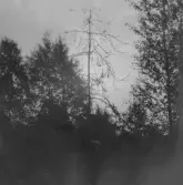 Gagnef. Ormgran vid Sustubergets fot nära lindan. 1920.