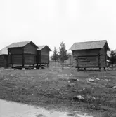 Gagnef. fyra härbren, Björka. 1920.