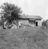 Gagnef. Preskars Peres fäbodstuga, Gräsberget. 1920.