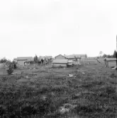 Gagnef. Gräsberget, humlegård vid fägatan till vänster, tallen till höger. 1920.